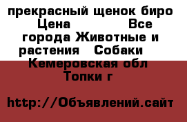 прекрасный щенок биро › Цена ­ 20 000 - Все города Животные и растения » Собаки   . Кемеровская обл.,Топки г.